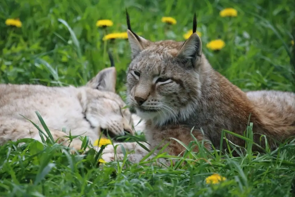 Gradina Zoologica Sofia