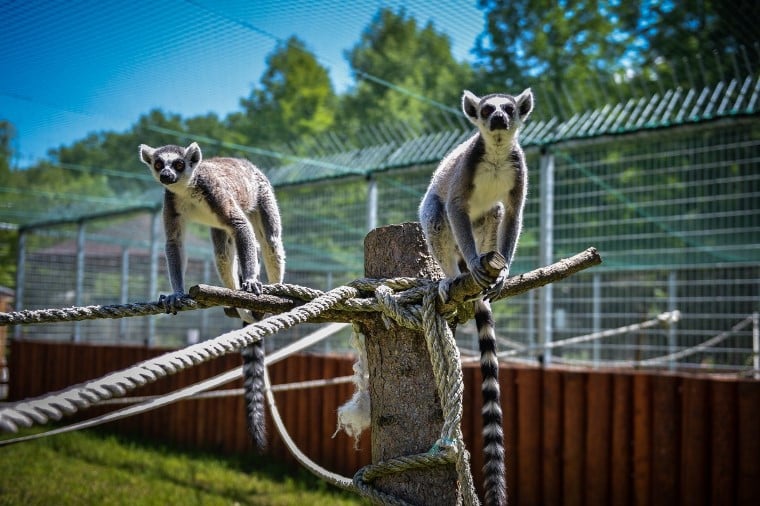 Gradina Zoologica din Sibiu