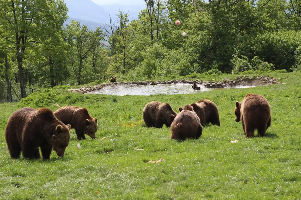Rezervatia de Ursi Libearty Zarnesti