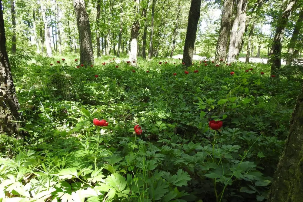 Rezervatia de bujori salbatici din Padurea Plenitei