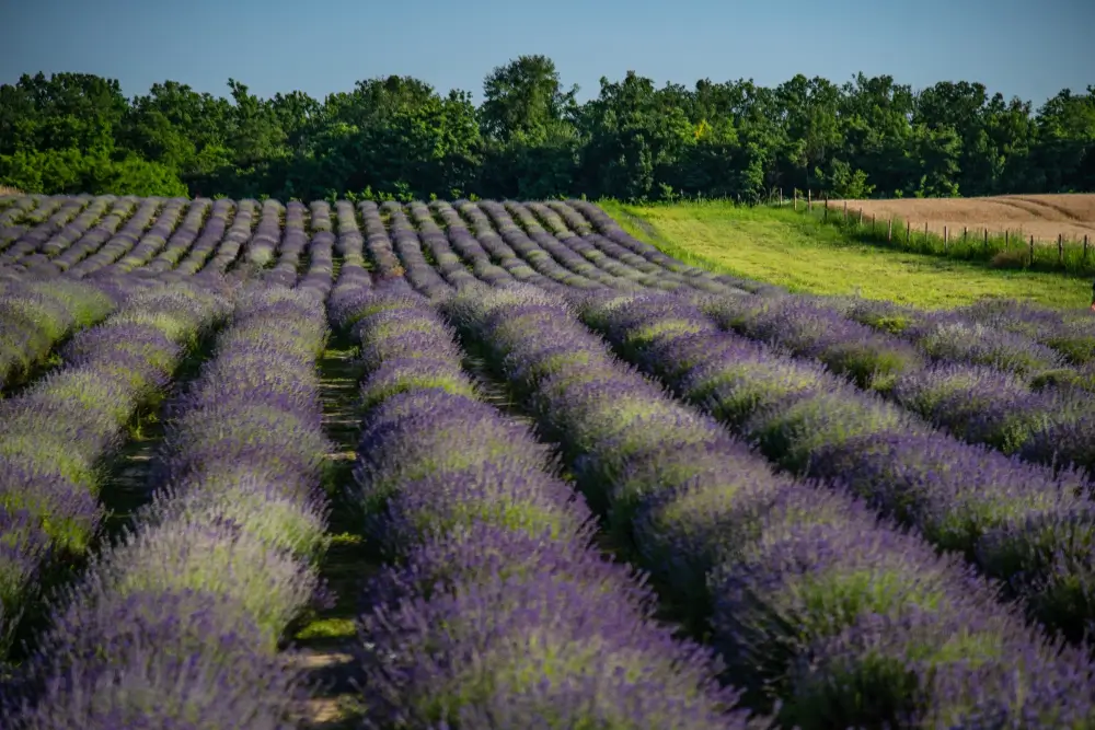 Gradina de Lavanda din Tiparesti